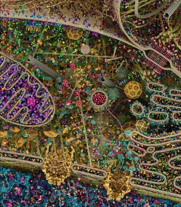 création artistique réaliste de l'organisation d'une cellule réalisée par David Goodsell