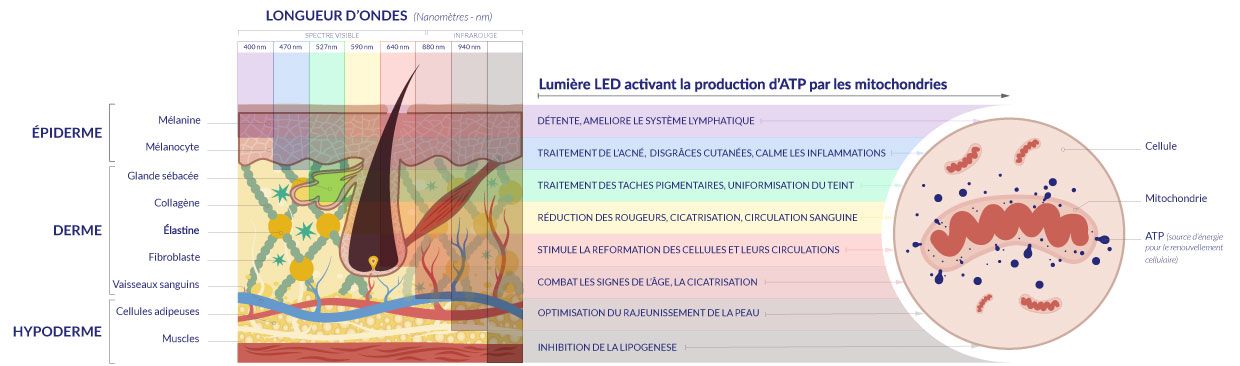 illustration action des leds esthétiques selon longueurs d'onde