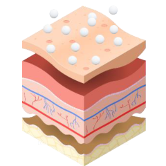 illustration franchissement cutané des principes actifs