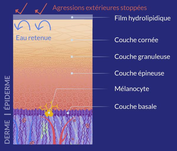illustration du film hydrolipidique et de son rôle de protection pour les couches de l'épiderme